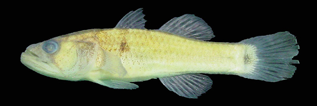 Stsel_u0.jpg