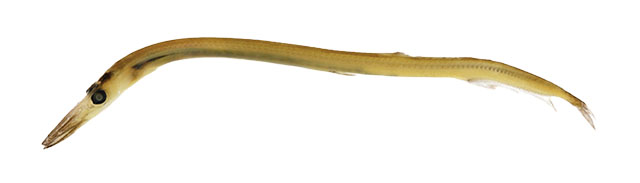 Stsil_u0.jpg