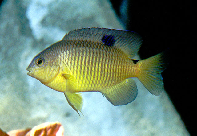 Stegastes variabilis