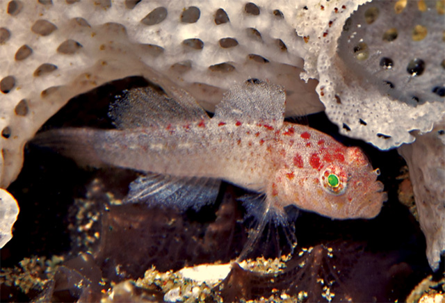 Sueviota bryozophila