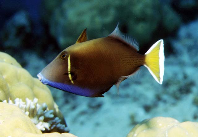 Sufflamen chrysopterum