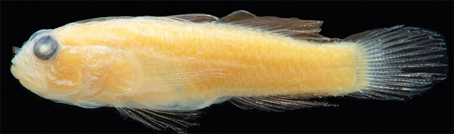 Sueviota larsonae