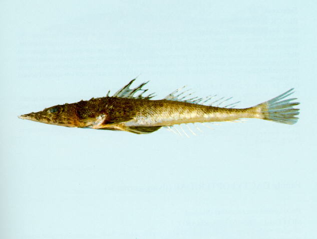 Suggrundus macracanthus