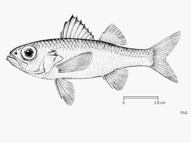 Parascombrops pellucidus
