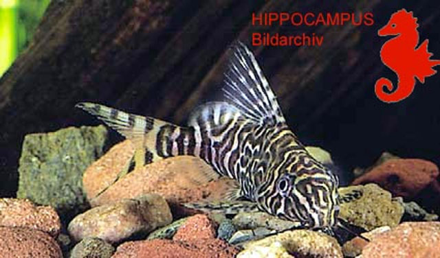 Synodontis aterrimus