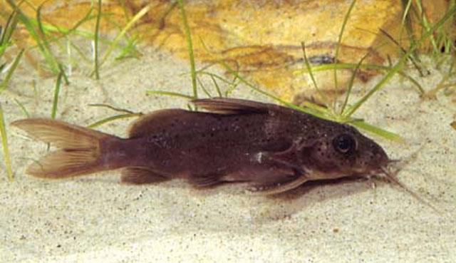 Synodontis batensoda