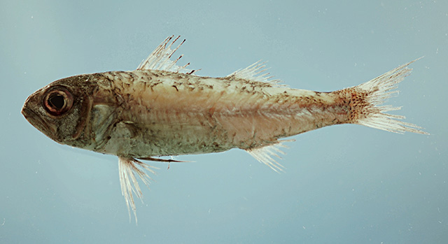 Synagrops bellus