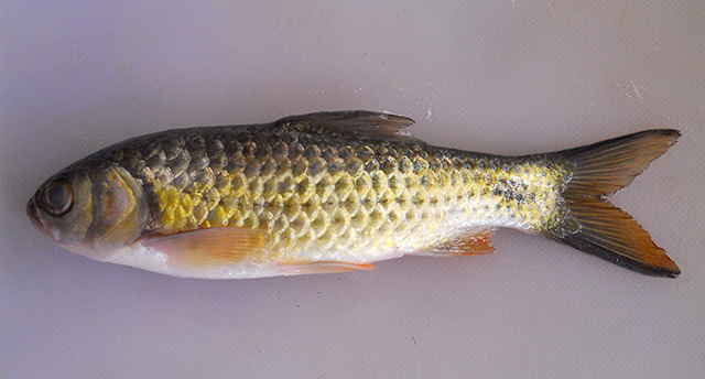 Systomus chryseus
