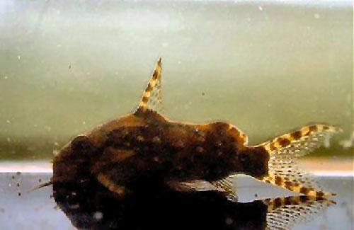 Synodontis contractus