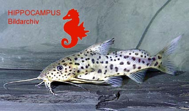 Synodontis courteti