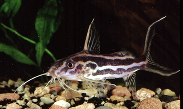 Synodontis flavitaeniatus