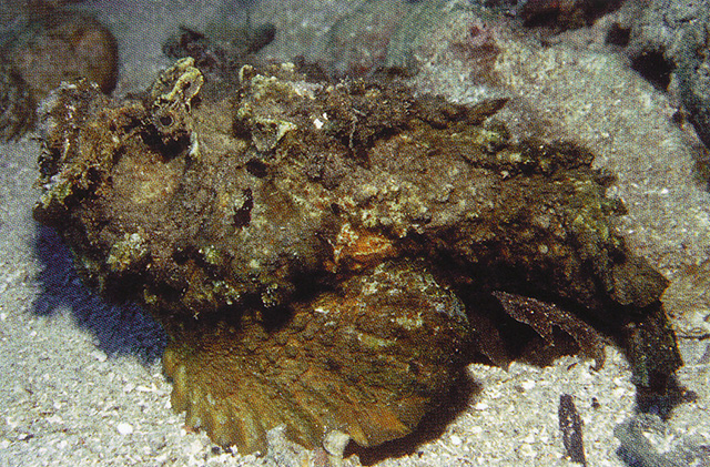 Synanceia horrida