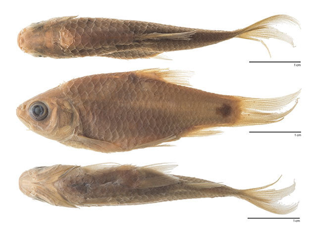 Systomus jacobusboehlkei