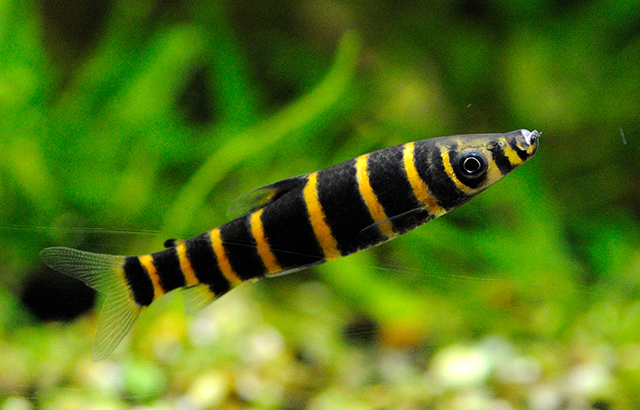 Synaptolaemus latofasciatus