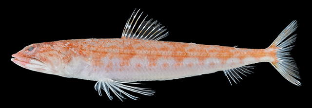 Synodus lautus
