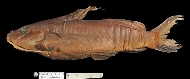 Synodontis levequei