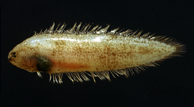 Symphurus ligulatus