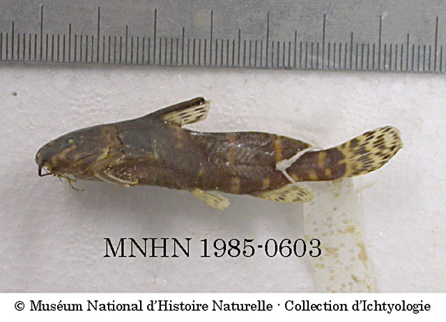 Synodontis marmoratus