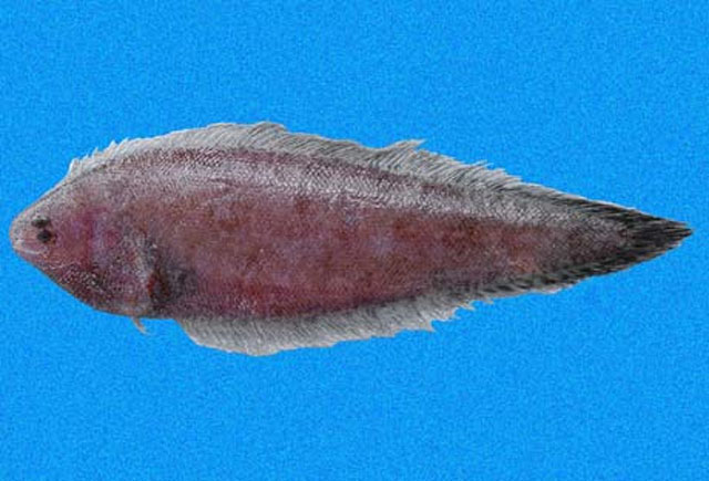 Symphurus melasmatotheca