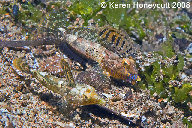 Synchiropus moyeri