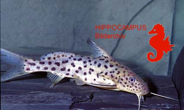 Synodontis multimaculatus