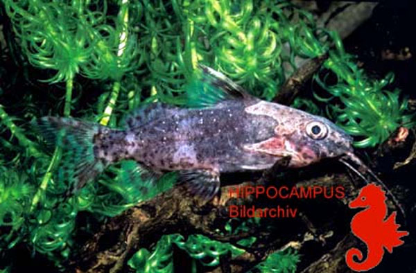 Synodontis obesus