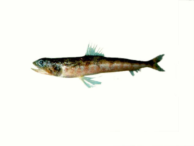 Synodus oculeus