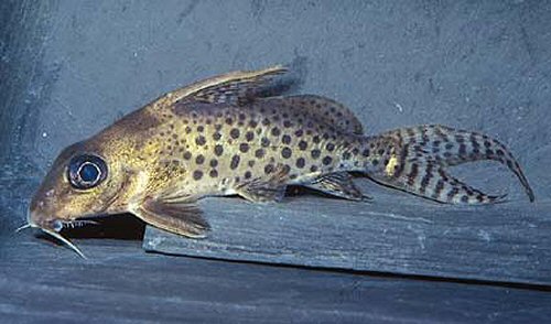 Synodontis ornatissimus