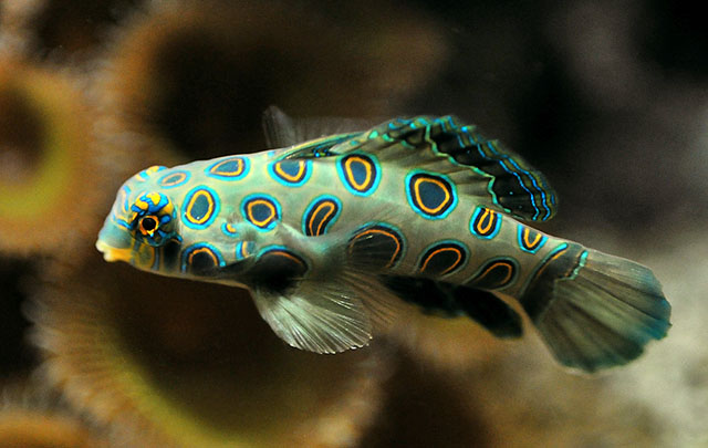 Synchiropus picturatus