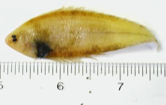 Symphurus piger