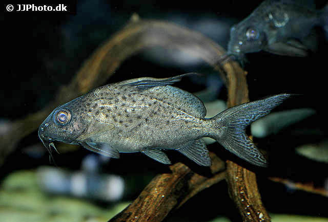 Synodontis resupinatus