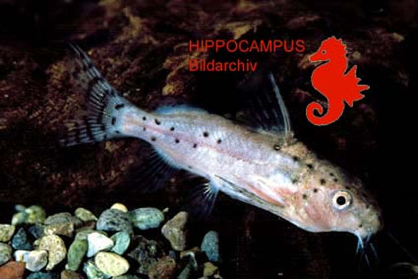 Synodontis robbianus