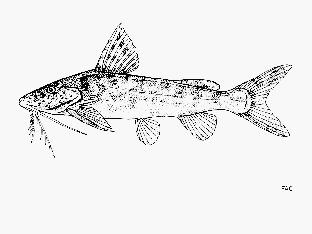 Synodontis ruandae