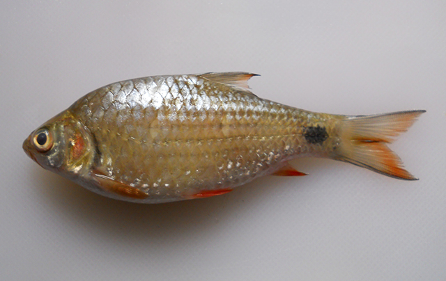 Systomus rufus