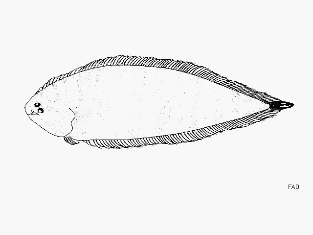 Symphurus williamsi