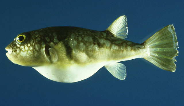 Takifugu alboplumbeus