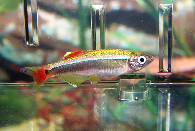 Tanichthys albonubes