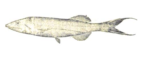 Talismania brachycephala