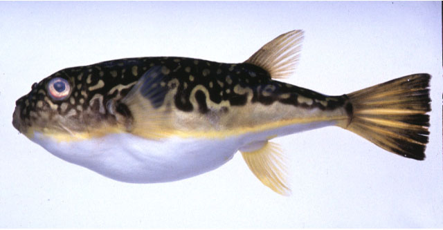 Takifugu exascurus