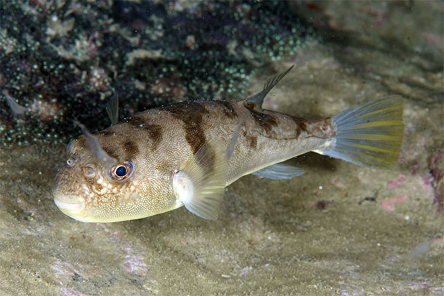 Takifugu flavipterus