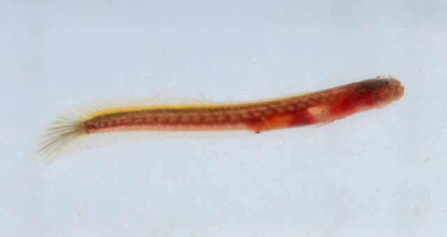 Taenioides limicola
