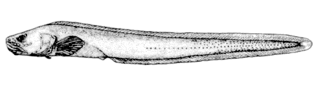 Taranetzella lyoderma