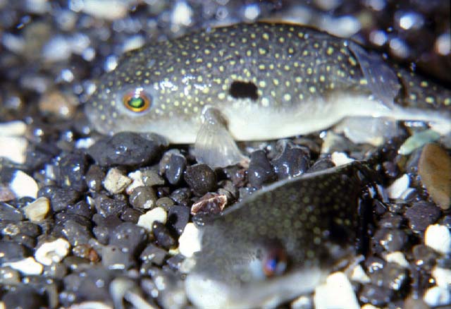 Takifugu niphobles