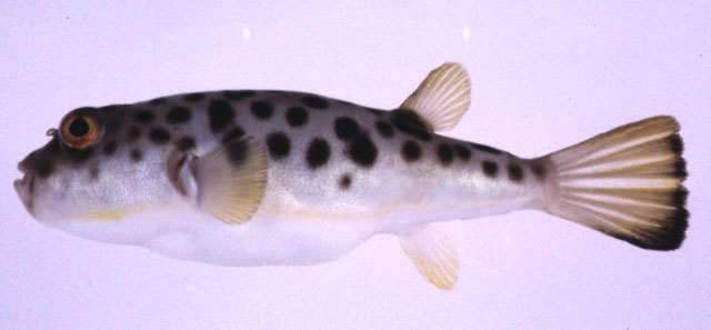 Takifugu pardalis
