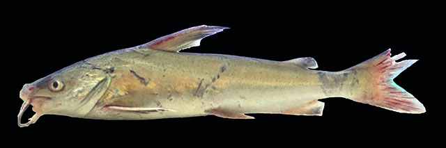 Tachysurus sinensis