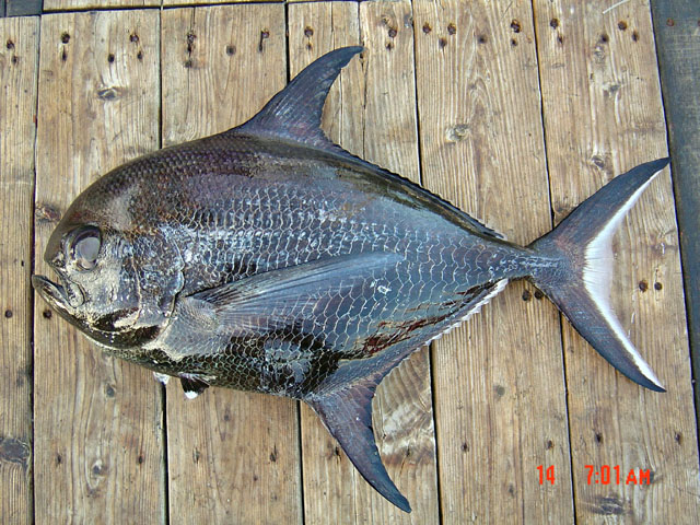 Taractichthys steindachneri