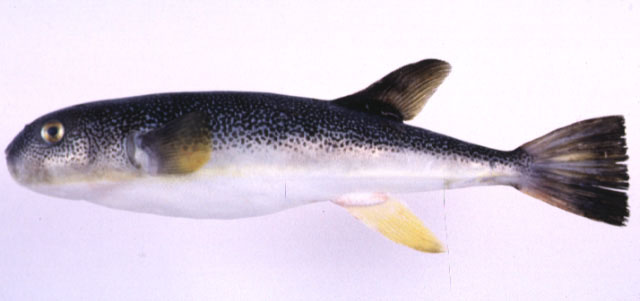 Takifugu stictonotus
