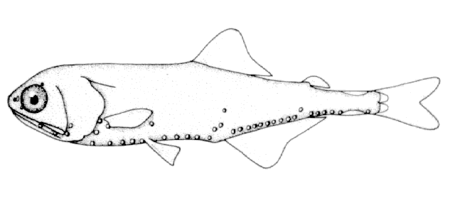 Tarletonbeania taylori