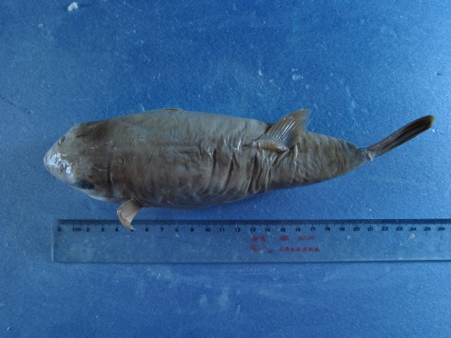 Takifugu vermicularis