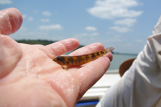 Teleocichla cinderella